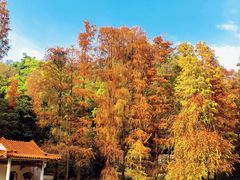 -深圳仙湖植物园