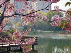 -新江湾城公园