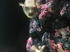 -暹罗海洋世界