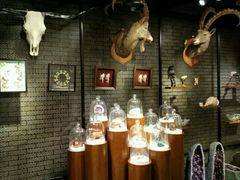 -Behring World of Animals(上海自然博物馆店)
