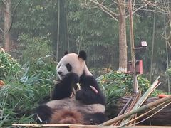 -都江堰中华大熊猫苑
