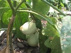 -马陆小张葡萄园农家乐