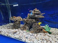 -沙沙哗啦海洋馆(华宇百花谷店)