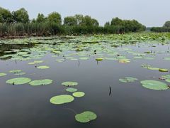 -滕州微山湖红荷湿地景区