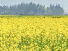 -九龙江国家森林公园