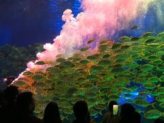 -芜湖新华联大白鲸海洋公园