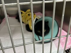 -中农国际动物医院24小时·猫科·骨科·急重症中心