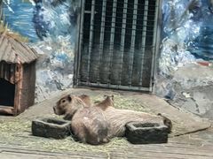 -石家庄市动物园