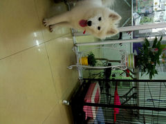 android_upload_pic-小呆的宠物店·宠物售卖·宠物寄养(城西店)