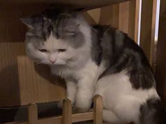 -Mr.Fox狐狸先生超级密室(南山店)