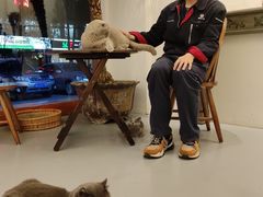 -猫友咖啡店(玉林西路店)