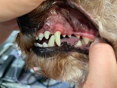 -宠福鑫康馨动物医院·骨科·眼科