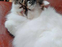 -喵园·猫主题咖啡厅·撸猫·猫咖(国贸店)