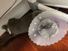 -美联众合动物医院·24h京西诊疗中心