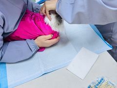 -贝康宠物医院·犬猫全科·小动物特色诊疗中心(东环路店)