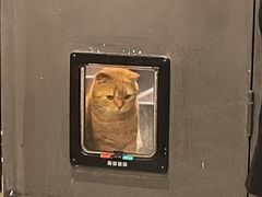 -猫儿山۰猫主题餐厅