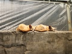-广州长隆飞鸟乐园