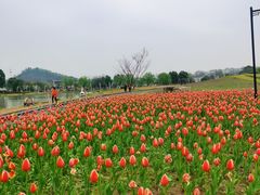 -径山花海