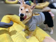 -逗柴咖啡屋·狗咖猫咖宠物桌游