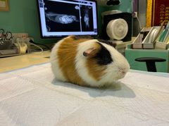-雨林宠物医院 非犬猫异宠专科