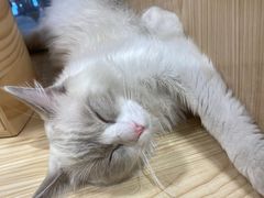 -屋虎猫馆(宝安大仟里店)