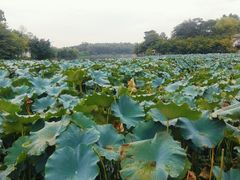 -巴山·烤全羊(高新总店)