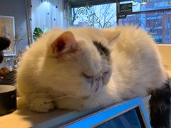 -平行世界·猫咖(首经贸店)