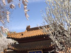 -桃花堤公园