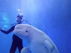 -多彩贵州城极地海洋世界