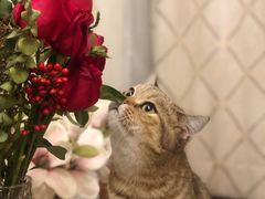 -米苏动物医院·犬猫专科·骨科外科内窥镜