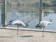 -盐城丹顶鹤湿地生态旅游区