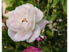 -人民公园(罗湖区)