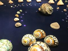 -青岛贝壳博物馆