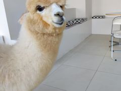 -怪兽屋·羊驼·猫咖·狗咖(俊华广场店)