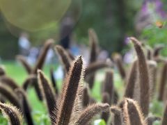 -上海辰山植物园