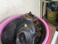 -檀园