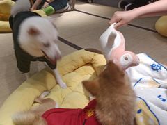 -逗柴咖啡屋·狗咖猫咖宠物桌游