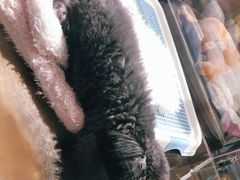-FAELING PETS美天灵宠物(富力广场店)