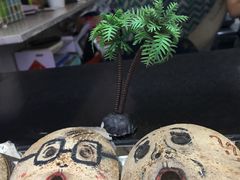 -椰爺爺·椰子冻砵仔糕