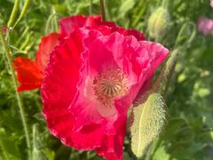 -前小桔亲子创意农场·草莓采摘·露营烧烤