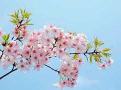 -顾村公园