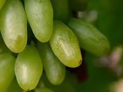 -马陆小张葡萄园农家乐