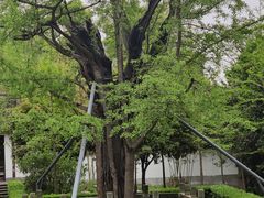 -上海佘山国家森林公园天马山园