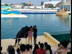 -秦皇岛乐岛海洋王国