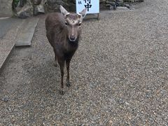 -奈良公园