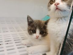 -lincat·猫舍(广州店)