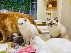 -藏猫猫咖啡主题馆(中央大道店)