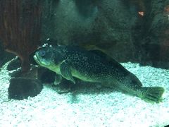 -悉尼海洋生物水族馆