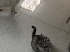 -睿金宠物医院·CT·肿瘤·骨外科
