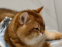 -小呆的宠物店·宠物售卖·宠物寄养(城西店)